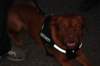 partofthenighttimesecuritypatrolforce_small.jpg